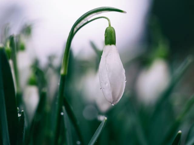 Snowdrop flower with dew dropping <span>Photo by <a href="https://unsplash.com/@aaronburden?utm_source=unsplash&utm_medium=referral&utm_content=creditCopyText">Aaron Burden</a> on <a href="https://unsplash.com/collections/1955658/la-dolce-vita-coaching/77e08a26483d3402f3a8c2ec874e5232?utm_source=unsplash&utm_medium=referral&utm_content=creditCopyText">Unsplash</a></span>